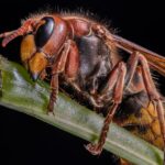 natürliche Mittel zur Wespenvertreibung
